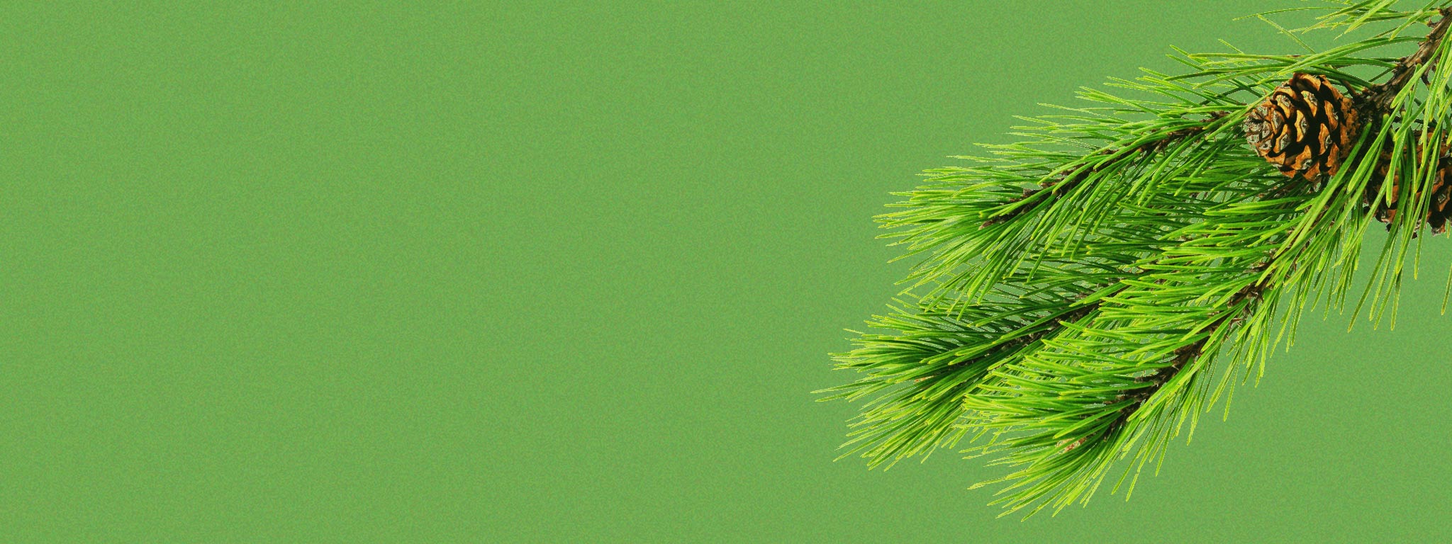 Big Pine